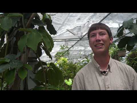 Video: Chestnut Vine Houseplant - Yuav Loj Li Cas Tetrastigma Chestnut Vines