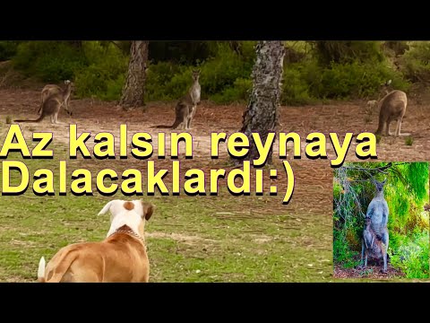 Kanguruları çiftleşirken bastık pitbull reina