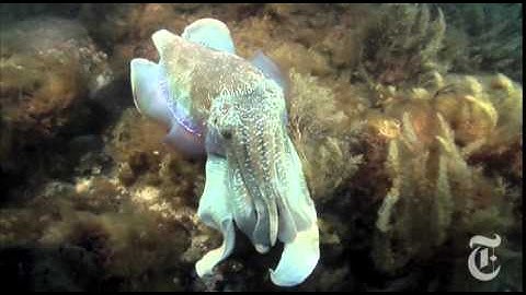 Roger Hanlon and the Amazing Cuttlefish