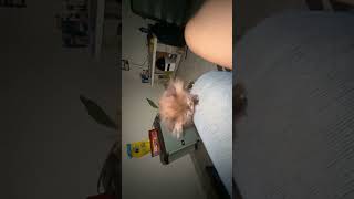 Our new family member parsian cat JINNY