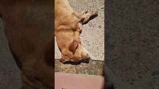 Sunny Days Hit Different When You’re Old 🐾 #dog #old