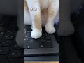 「おおおおおお」猫あるあるソング