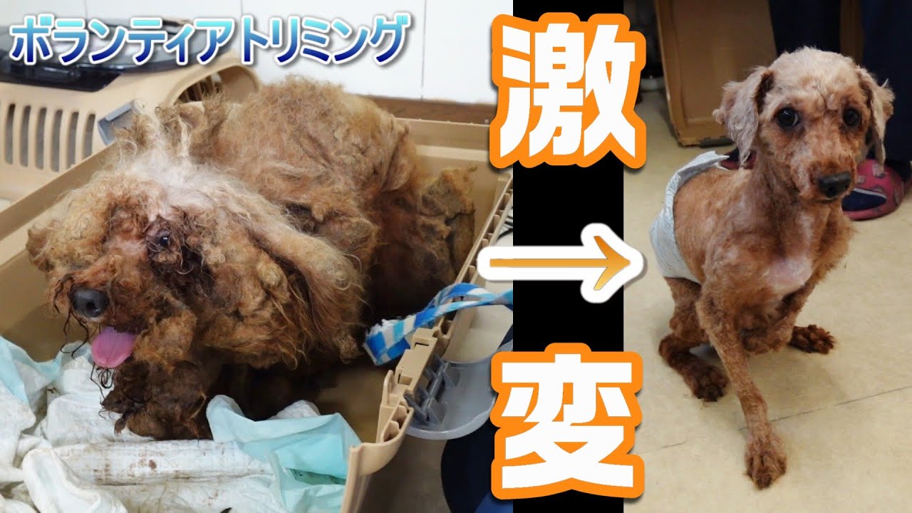 【保護犬】2年間 屋外ケージで生き抜いた代償は厚み3cmの毛玉... トリミング翌日に奇跡が起こりました!!