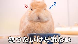 留守番が長くて怒りたいけど満腹で眠くなってそれどころではなくなったウサギ【No.1953】