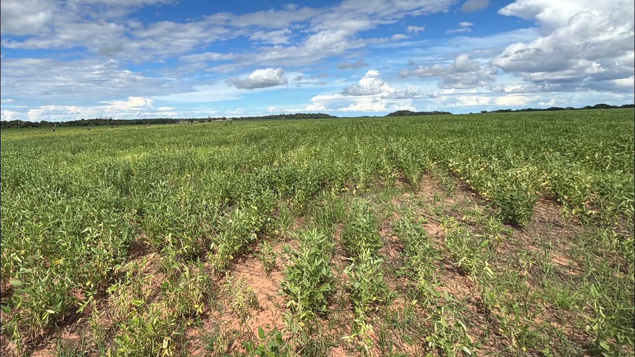 Só prejuízo!!!  Soja em situação crítica