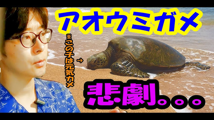 45 ひょこっと外をみています 亀さんの孵化 投稿 かめんちゅshop 2号店 Youtube 45 ひょこっと外をみています 亀さんの孵化 投稿 かめんちゅshop 2号店 Youtube