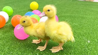 Cheerful ducklings clean and dry their feathers after bathing