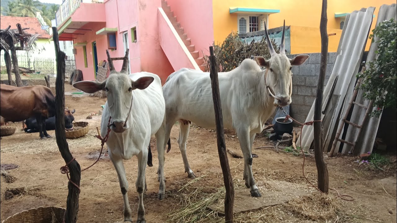 Fantastic and beautiful Hallikar cow and Hallikar milk teeth female calf ❤️🦋