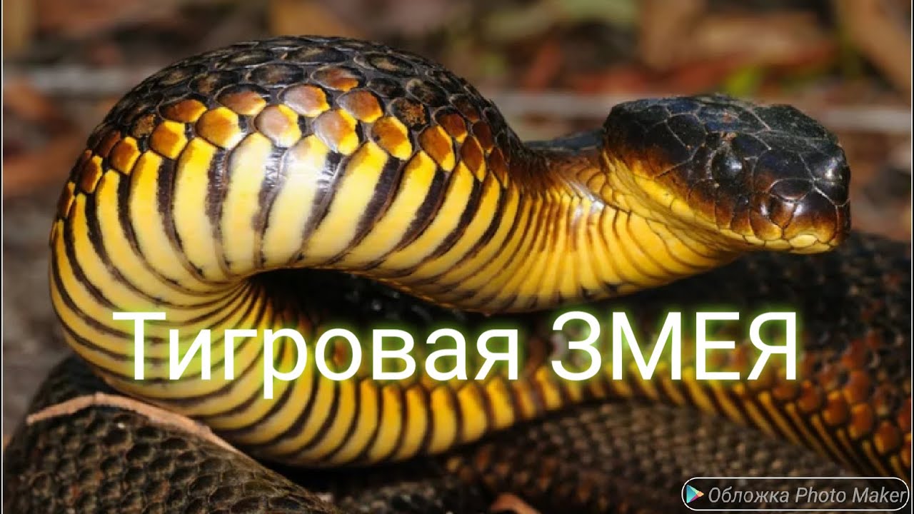 Желтая Мамба Змея