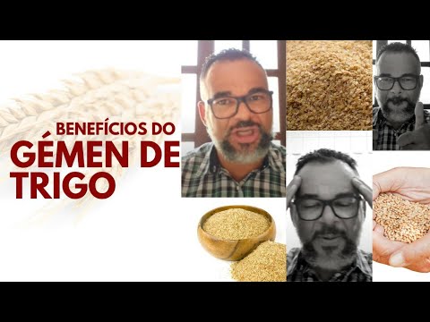 Vídeo: Trigo - Os Benefícios E Usos Do Trigo, Gérmen De Trigo