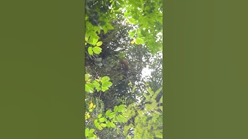 Orangutan Photoshoot in the Jungle!!! #wildlifephotography #shorts