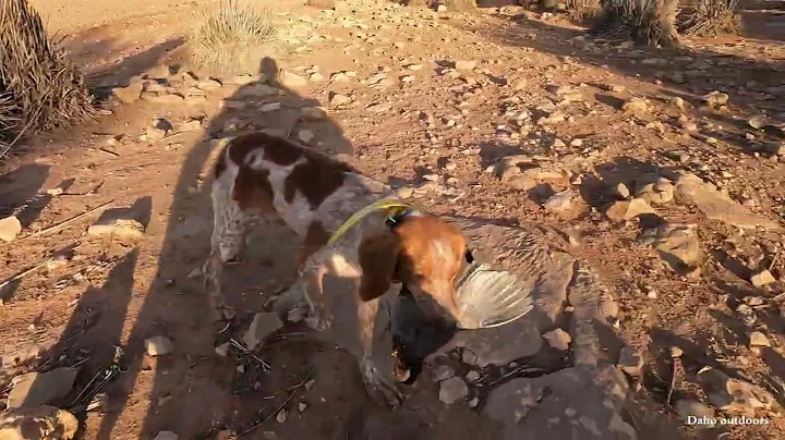 Chasse perdrix et lièvre 2025 avec chiens d’arrêts