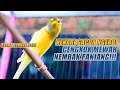 SUARA BURUNG |107| Kenari GACOR PANJANG INI Cocok untuk Masteran KENARI PAUD dan Kenari Macet BUNYI