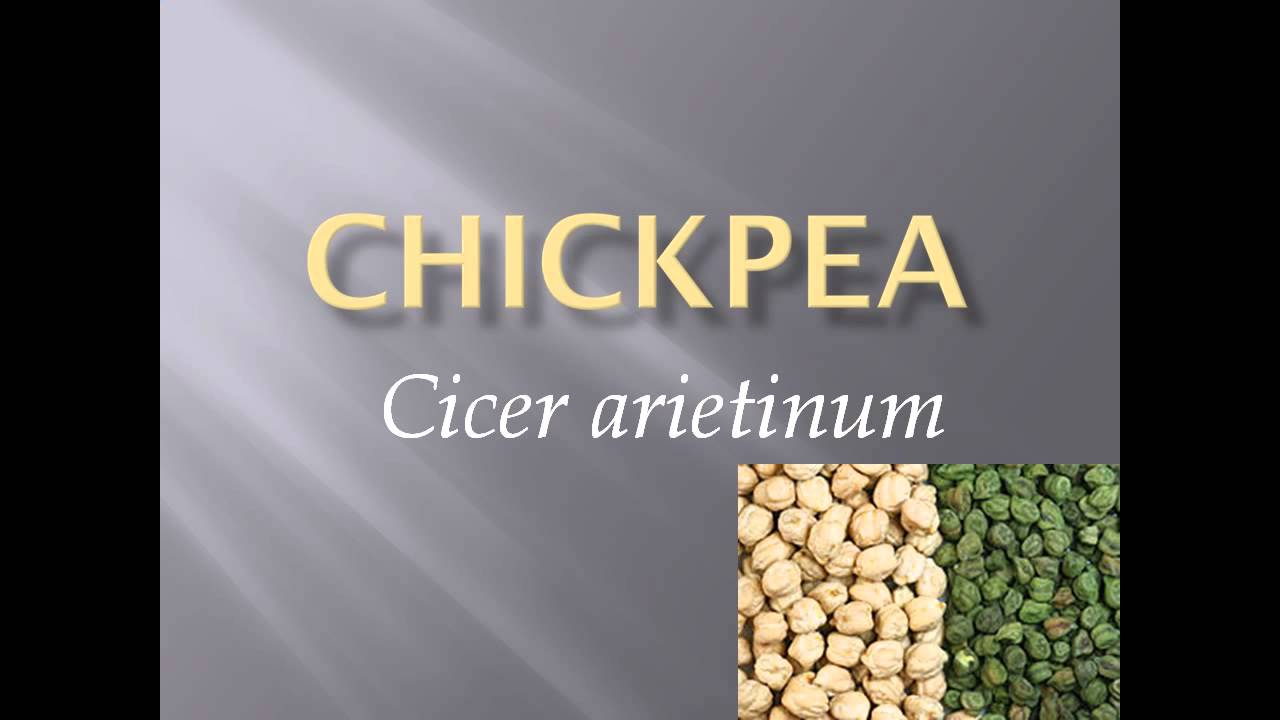 Chickpea