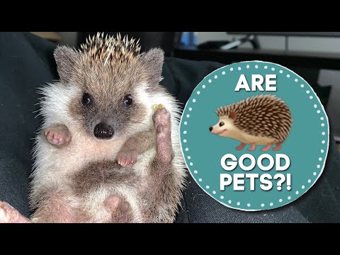 Video: I tenrec ricci sono buoni animali domestici?