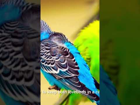 حقیقت های مرغ عشق 