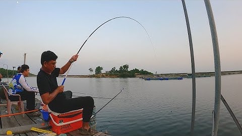 Câu Đài | Câu Cá Mè ở Quảng Nam với bộ trục cá Mè - Mồi câu cá Khó Chịu