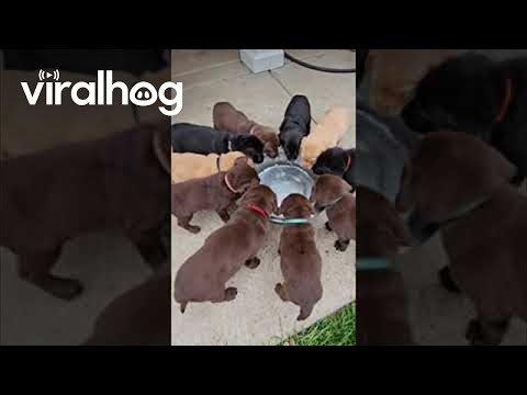 Labrador-Welpen lernen zu trinken