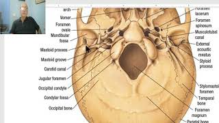Anatomy Of Head And Neck Module In Arabic 8 Norma Basalis Externa , Part 3 , By Dr. Wahdan
