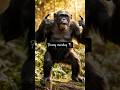 monkey videos for kids 🐒🐒#trendingshorts #monkey #funny #dance #shorts #viral