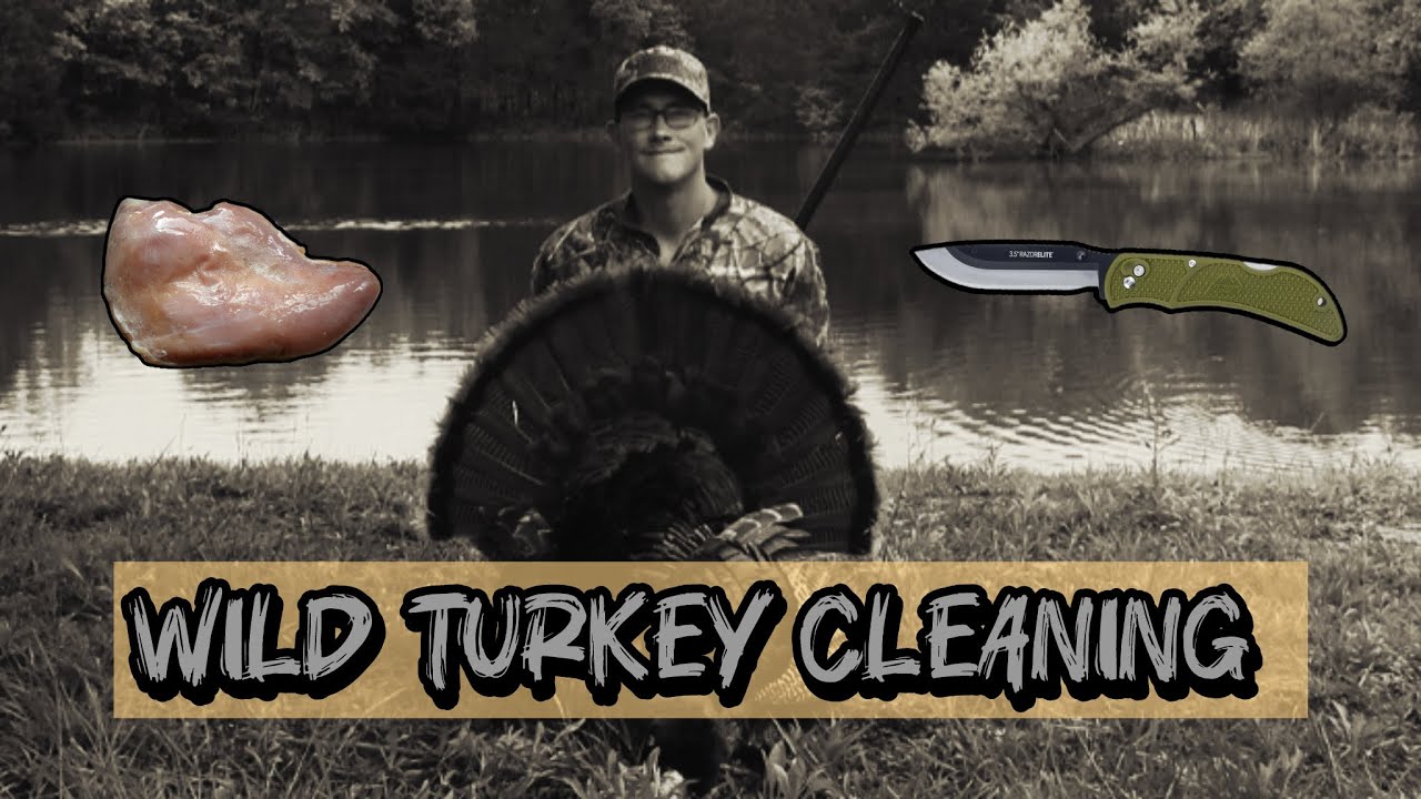 Wild Turkey Cleaning Guide /  Meat and Trophy Harvest 