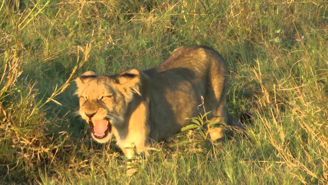 Pom Pom Camp Game Drive