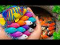 Catch beautiful aquarium fish in small pond: baby turtles, eels, pencil fish, guppies blu, iguanas