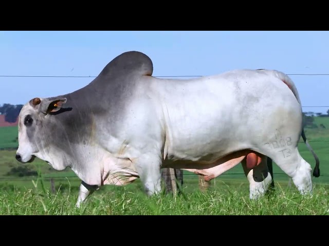 LOTE 25  1 REPRODUTOR NELORE PO