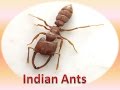 Indian ants