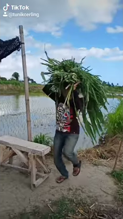 Viral tiktok di sawah