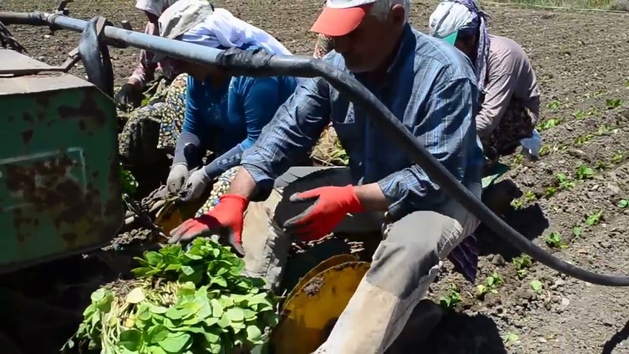 Makine ile tütün dikimi - YouTube