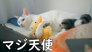 朝から変な体勢で眠る猫達がマジ天使でした