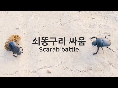 쇠똥구리 두마리가 맛있는 똥을 차지하려고 서로 싸우는 영상