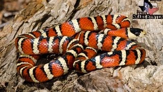 Hello, my name is orry martin: the texas snake hunter and this
documentary about huachuca mountain kingsnake (lampropeltis
pyromelana) which also k...