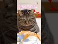 猫、飼い主さんをツンツン！がバレる
