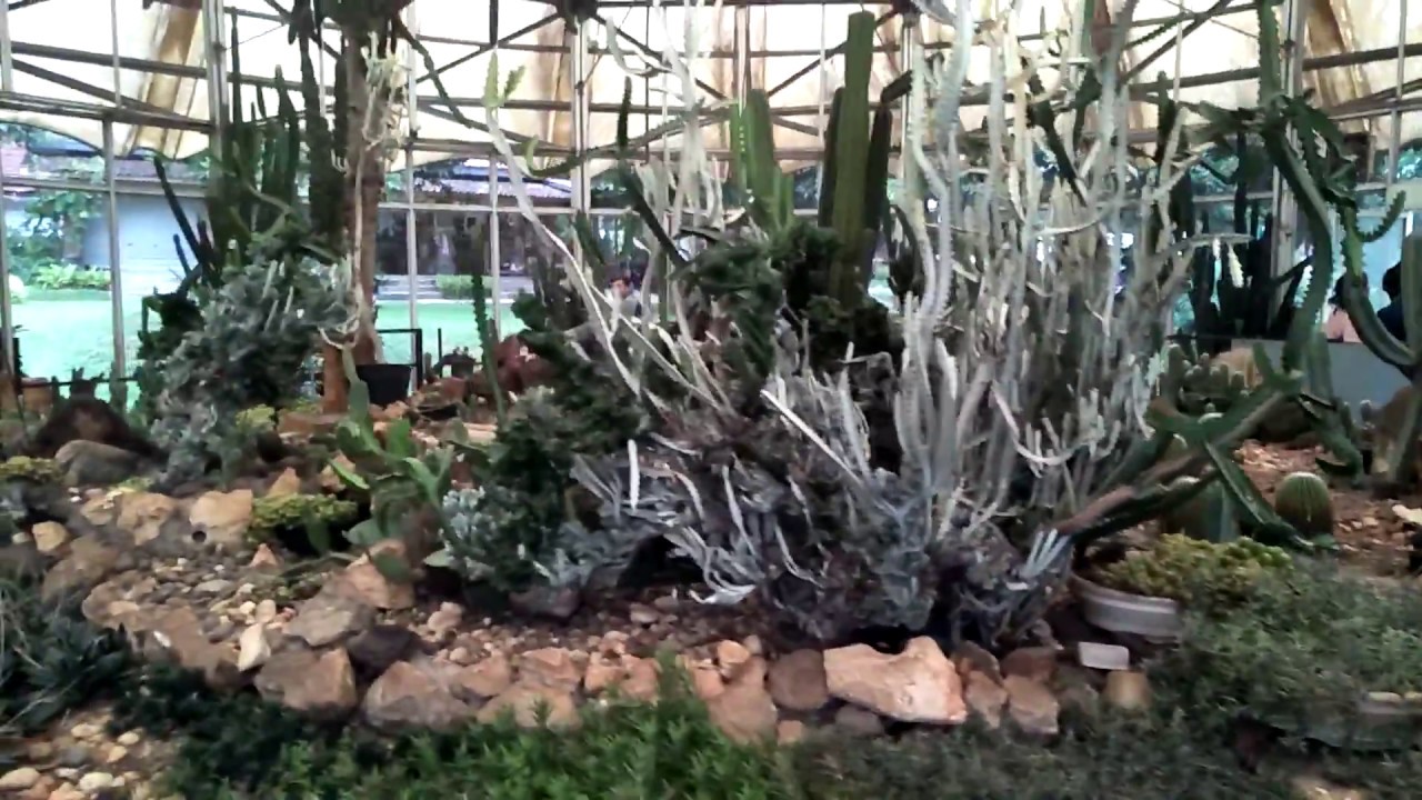 TAMAN KAKTUS - YouTube