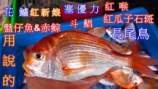 「信助哥用說的4」推薦12種好吃魚種 長尾鳥 赤鯮 盤仔魚 紅瓜子石斑 花鱸 2024