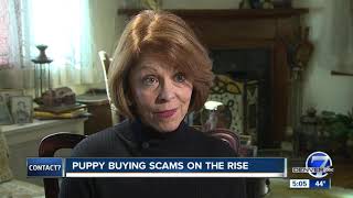 Holiday Pet Scams