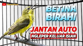 Sogon betina birahi ngleper paling efektif menaikan birahi jantan #sogonbirahi 