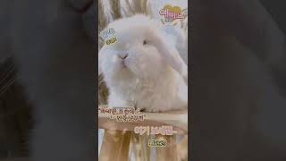 😍😱 Meet The Cutest Villainous Pet Rabbit! You Won't Believe The Hijinks This Fluffy Fiend Gets Up