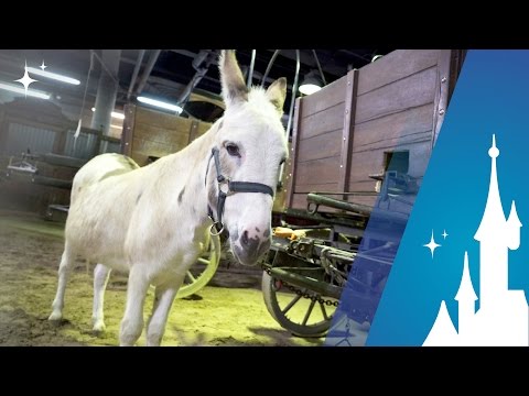 En route pour le 25ᵉ - Cacahuète se prépare - En route pour le 25ᵉ - Cacahuète se prépare