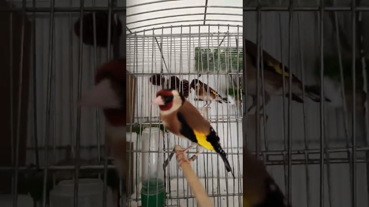 زوج حسون مصلح 2 نيشي هاد عام دخلو ف سقاط للبيع سومة معقولة كل تفاصيل في فيديو سيدي موسى الجي