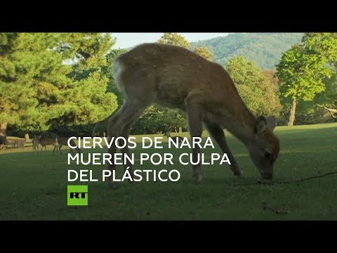 Vídeo: Los Ciervos Japoneses De Nara Mueren Por Comer Plástico Dejado Por Los Turistas