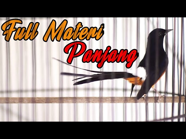 MASTERAN MURAI BATU FULL TEMBAKAN PANJANG ISIAN KENARI CILILIN LOVEBIRD KAPAS TEMBAK 100% EMOSI class=