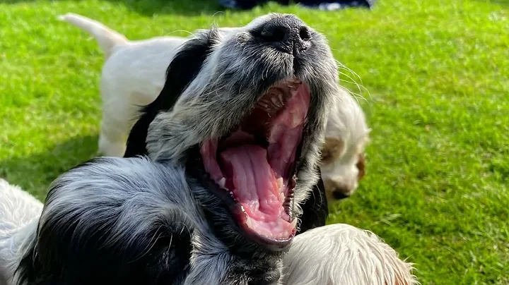 Puppy Days 2022