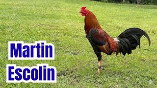 Martin Escolin Igf 2026