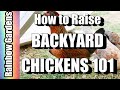 How to Raise Backyard  / City Chickens for Eggs 101 - Breed Selection, Feed, Care, Dust Bath, More!