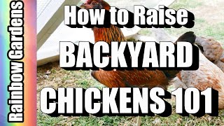 How to Raise Backyard  / City Chickens for Eggs 101 - Breed Selection, Feed, Care, Dust Bath, More!