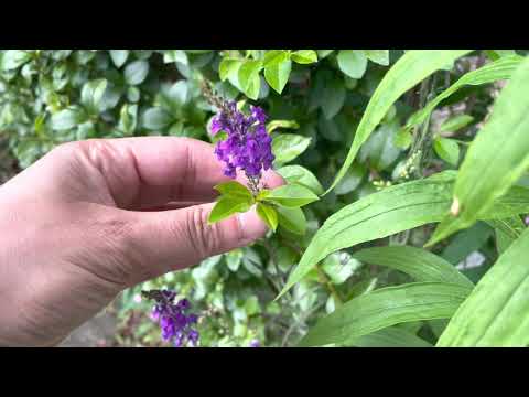 Video: Philodendron Sello (15 Foto): Caratteristiche Della Riproduzione Del 