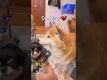 チャレンジ失敗💔#柴犬 #チワワ#shorts